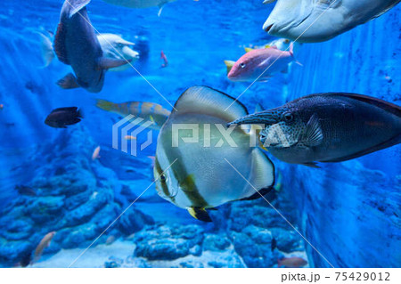 海底の魚 海底の魚 75429012
