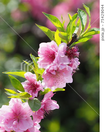 ハナモモ(縁起物) ハナモモ(縁起物) 75429044