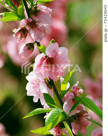 ハナモモ（縁起物） 75429045