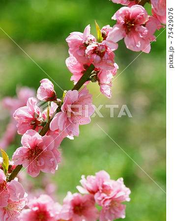 ハナモモ（縁起物） 75429076