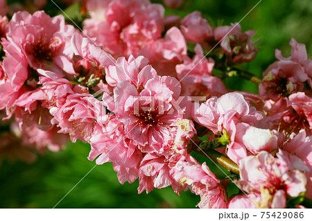 ハナモモ(縁起物) ハナモモ(縁起物) 75429086