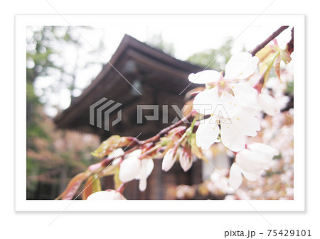 フィルム写真 高野山 フィルム写真 高野山 75429101