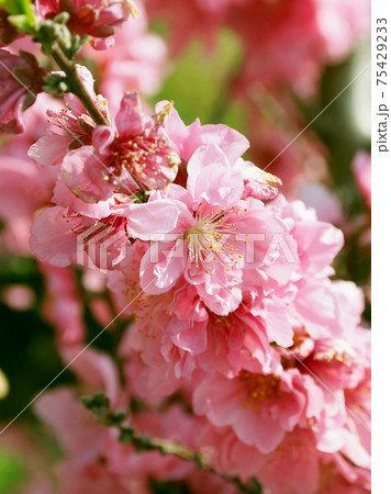 春イメージ(ハナモモ) 春イメージ(ハナモモ) 75429233