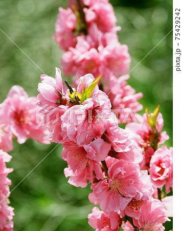 春イメージ（ハナモモ） 75429242