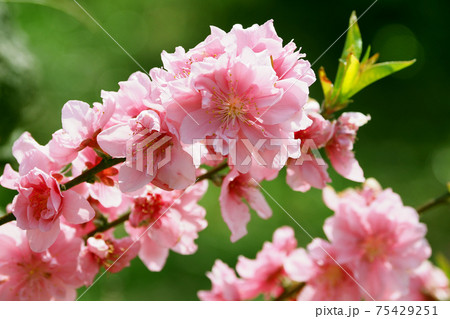 春イメージ(ハナモモ) 春イメージ(ハナモモ) 75429251