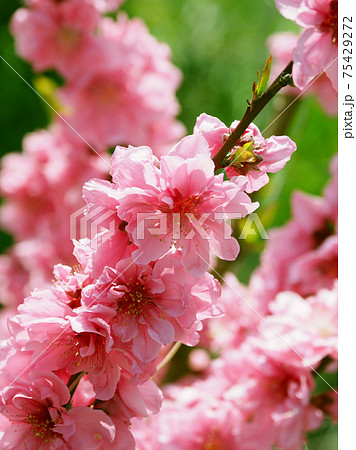 春イメージ(ハナモモ) 春イメージ(ハナモモ) 75429272