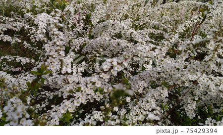 白い小さい花を枝垂た枝全体に咲かすユキヤナギの花の写真素材