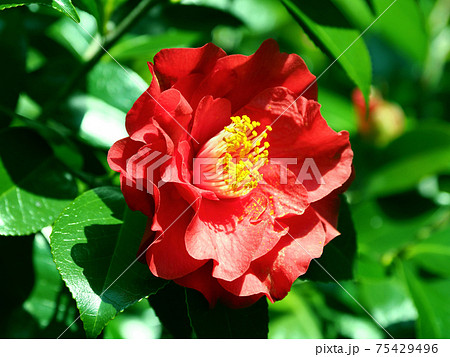 ツバキ 75429496