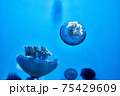 クラゲ 75429609