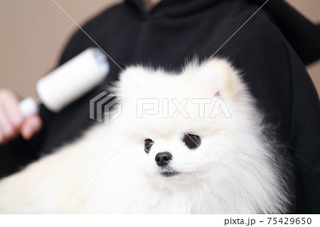 愛犬ポメラニアンを抱っこしたら服に抜け毛が付いたのでコロコロで掃除する女性 愛犬ポメラニアンを抱っこしたら服に抜け毛が付いたのでコロコロで掃除する女性 75429650