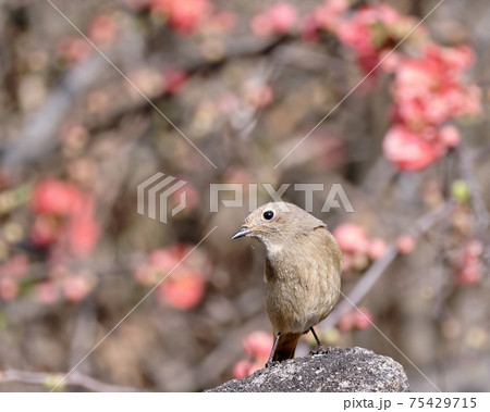 ボケの花に囲まれて一層かわいいジョウビタキ(メス)(3月) ボケの花に囲まれて一層かわいいジョウビタキ(メス)(3月) 75429715