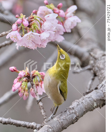 寒桜の花の蜜が大好き　よいしょっとメジロの背伸び 75429721