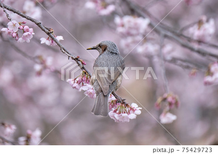 大寒桜の吸蜜にやってきたヒヨドリ 75429723