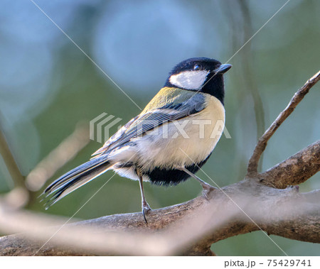 結構おしゃれです　森のシジュウカラ 75429741