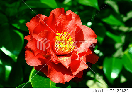 ツバキ 75429826