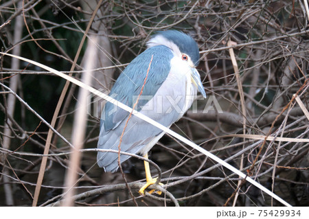 昼間はほとんど寝ています まれに瞼を開けた時がシャッターチャンスのゴイサギ 昼間はほとんど寝ています まれに瞼を開けた時がシャッターチャンスのゴイサギ 75429934