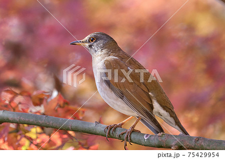 一面の紅葉に包まれて低木の枝にとまるシロハラの写真素材