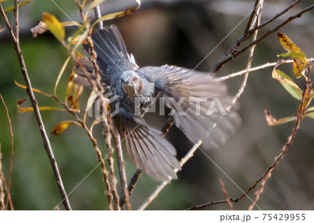 勢いよく枝を蹴って飛び出したヒヨドリ 75429955