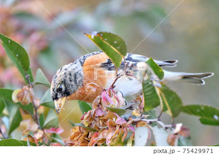 アキニレの実を食べに来て嘴を食べかすだらけにしている渡り鳥のアトリ 75429971
