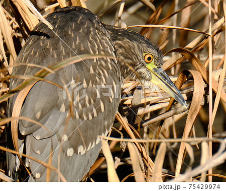 星のような斑点が特徴のゴイサギの幼鳥 ホシゴイ 星のような斑点が特徴のゴイサギの幼鳥 ホシゴイ 75429974