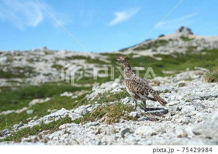 見晴らしの良い小高い岩場であたりを警戒する夏雷鳥　立山連峰の別山にて 75429984