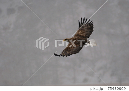 飛翔するオジロワシ 飛翔するオジロワシ 75430009