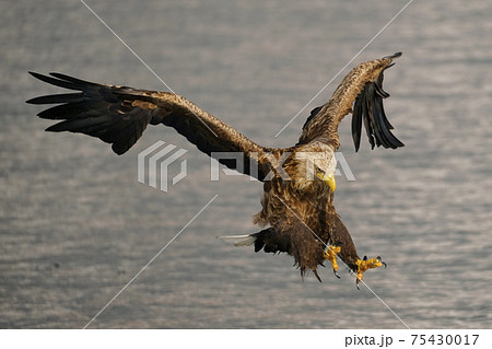 飛翔するオジロワシ 75430017