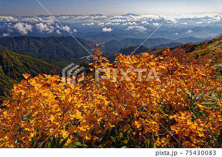 紅葉の鹿島槍ヶ岳稜線から見る浅間山方面の山並み 紅葉の鹿島槍ヶ岳稜線から見る浅間山方面の山並み 75430083