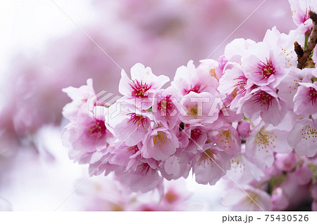 桜のアップ 桜のアップ 75430526