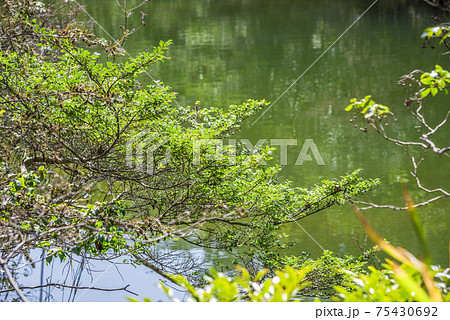 愛知県　春日井市築水池 75430692