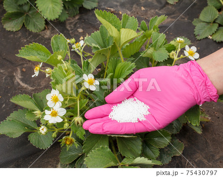 Farmer hand giving chemical fertilizer to young strawberry plants 75430797