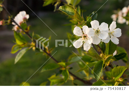 Branches of blooming cherry tree in a spring orchard. Branches of blooming cherry tree in a spring orchard. 75430817