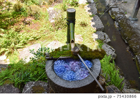 柳谷観音の花手水 柳谷観音の花手水 75430866