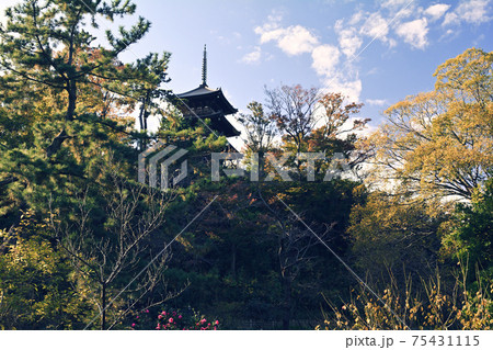 横浜・三渓園 75431115