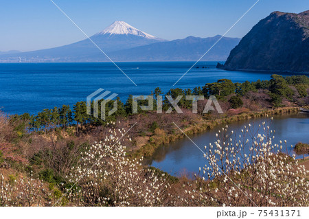（静岡県）ハクモクレン(白木蓮)咲く西伊豆井田　海越しの富士山、 75431371