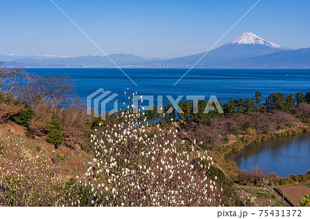 (静岡県)ハクモクレン(白木蓮)咲く西伊豆井田 海越しの富士山、 (静岡県)ハクモクレン(白木蓮)咲く西伊豆井田 海越しの富士山、 75431372