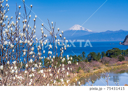 (静岡県)ハクモクレン(白木蓮)咲く西伊豆井田 海越しの富士山、 (静岡県)ハクモクレン(白木蓮)咲く西伊豆井田 海越しの富士山、 75431415