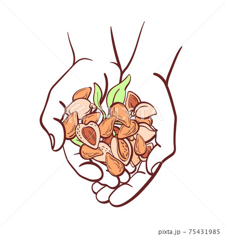 Almond nut in hands. Top view. Vector illustration 75431985
