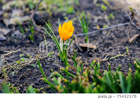 Little first spring flower on earth close up 75432170