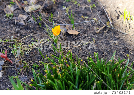 Little first spring flower on earth close up 75432171