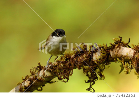 Dark Fronted Babbler, Rhopocichla articeps, Ganeshgudi, Karnataka, India 75432253