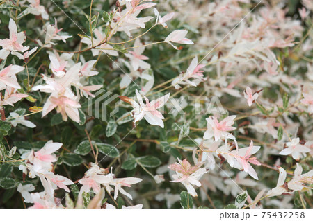 Whole-leaved willow plant. Whole-leaved willow plant. 75432258