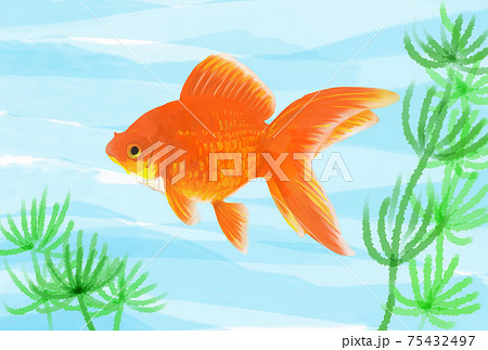 水中を金魚が泳いでいる夏イメージのイラストのイラスト素材