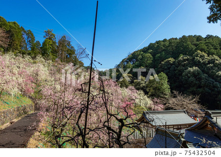 大縣神社、満開のしだれ梅〈愛知県犬山市〉 大縣神社、満開のしだれ梅〈愛知県犬山市〉 75432504