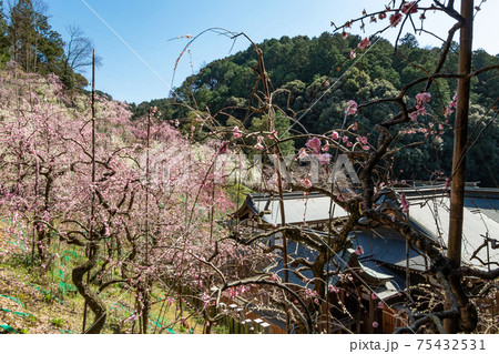大縣神社、満開のしだれ梅〈愛知県犬山市〉 大縣神社、満開のしだれ梅〈愛知県犬山市〉 75432531