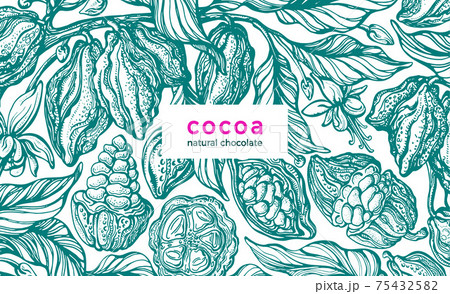 Cocoa background. Vector nature retro illustration 75432582