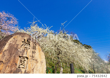 大縣神社、満開のしだれ梅〈愛知県犬山市〉 75432642