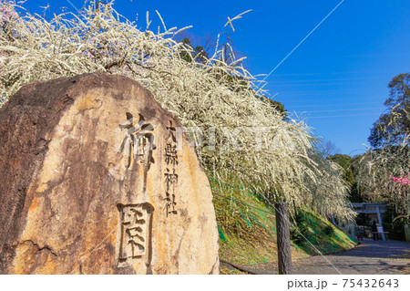 大縣神社、満開のしだれ梅〈愛知県犬山市〉 大縣神社、満開のしだれ梅〈愛知県犬山市〉 75432643