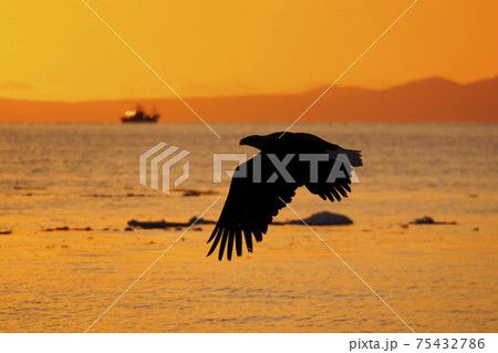 朝焼けのなかを飛ぶオオワシ 75432786