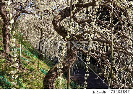 大縣神社、満開のしだれ梅〈愛知県犬山市〉 75432847